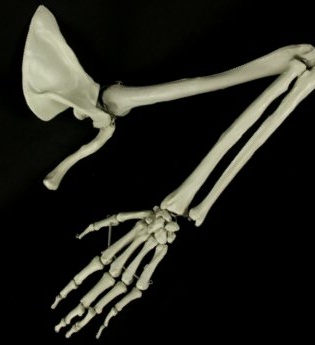 arm.jpeg arm.jpeg
