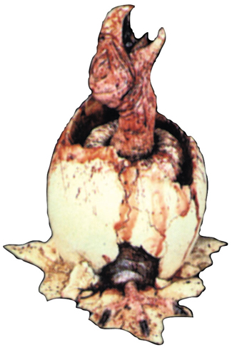 bird.jpeg bird.jpeg