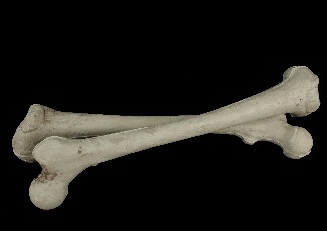 bones.jpeg bones.jpeg