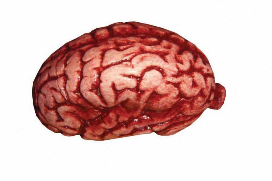 brain.jpeg brain.jpeg