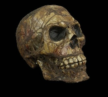 corpseskull.jpeg corpseskull.jpeg
