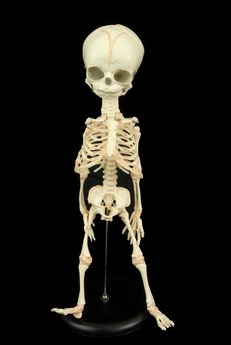 fetalskeleton.jpeg fetalskeleton.jpeg
