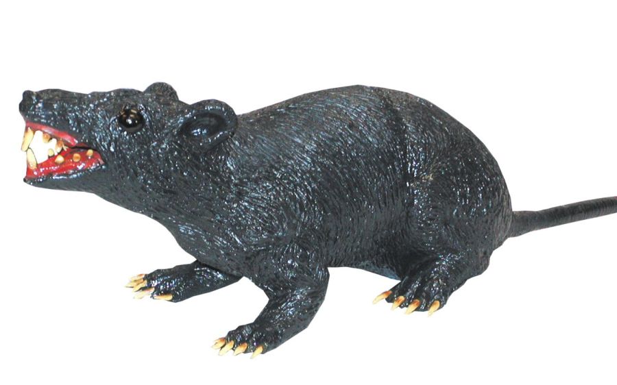 rat.jpeg rat.jpeg