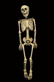 skeleton.jpeg skeleton.jpeg