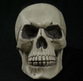 skull.jpeg skull.jpeg