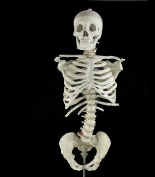 torso.jpeg torso.jpeg